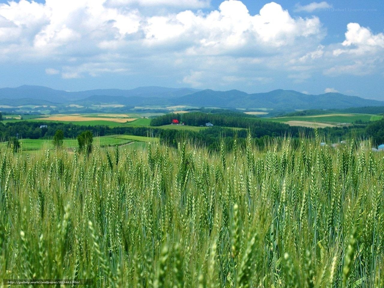 Green wheat field with mountains