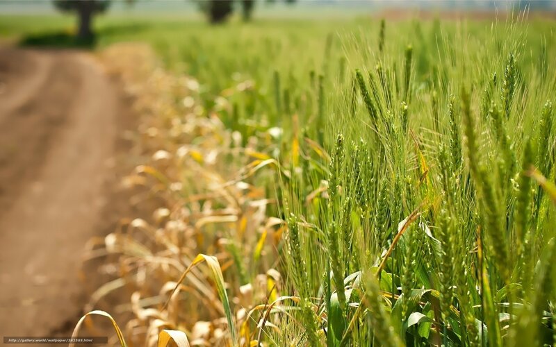 Green Wheat Field with Path