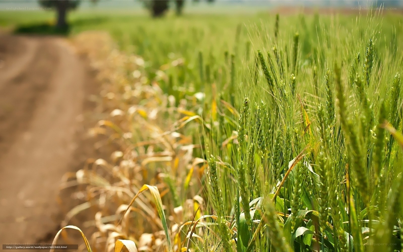Green Wheat Field with Path