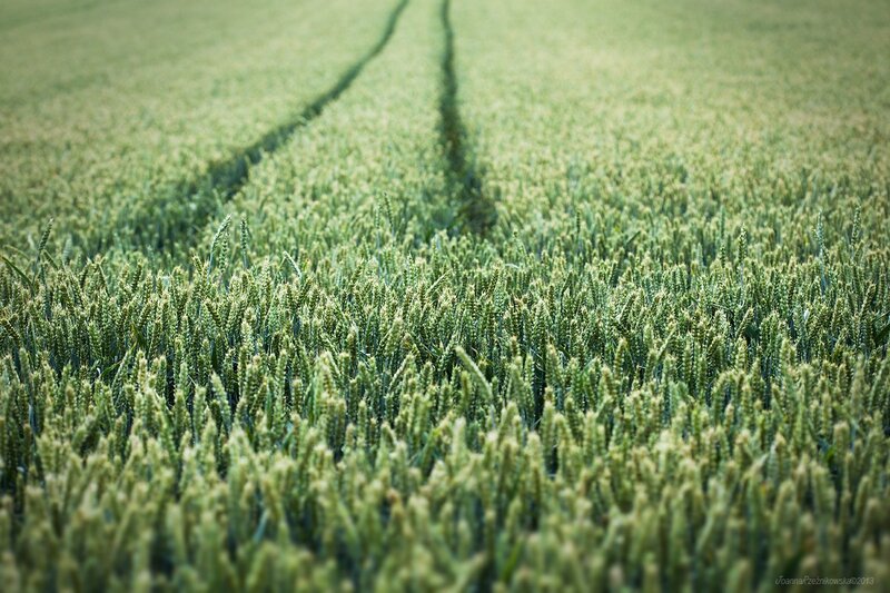 Green wheat field with tractor tracks