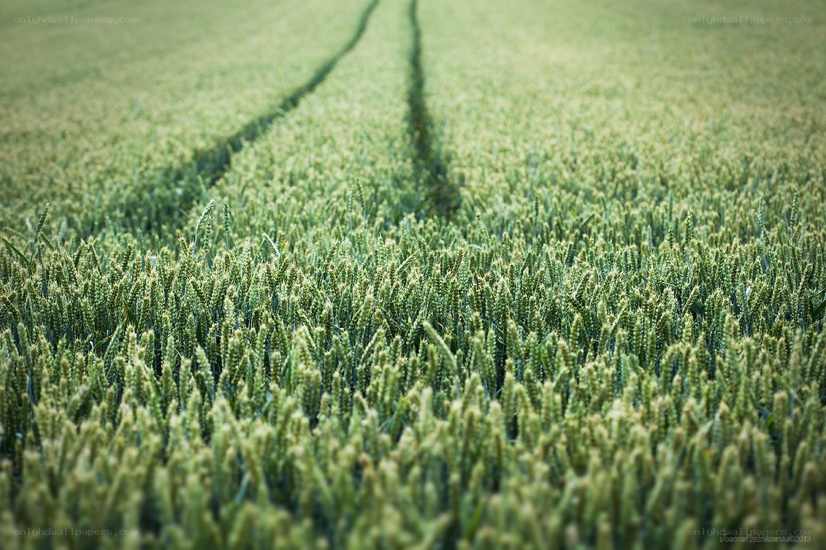 Green wheat field with tractor tracks