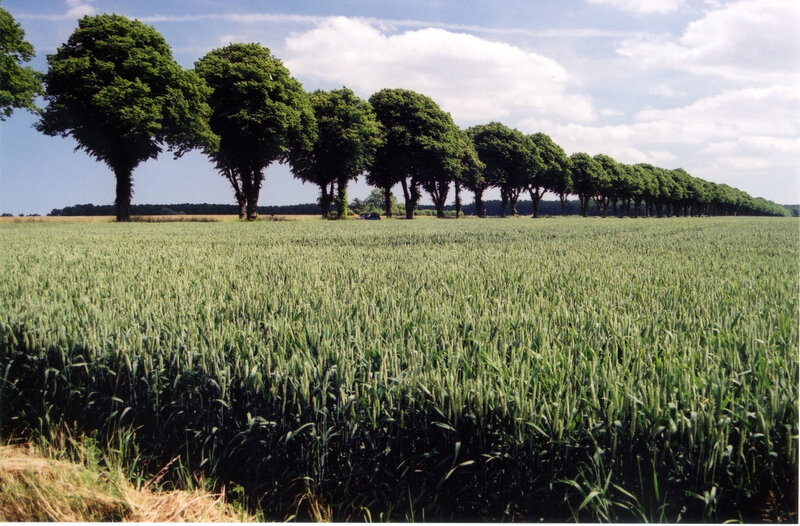 Green wheat field with trees