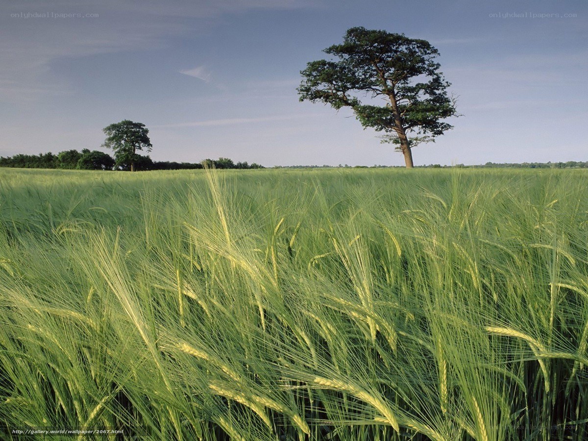 Green wheat field with trees