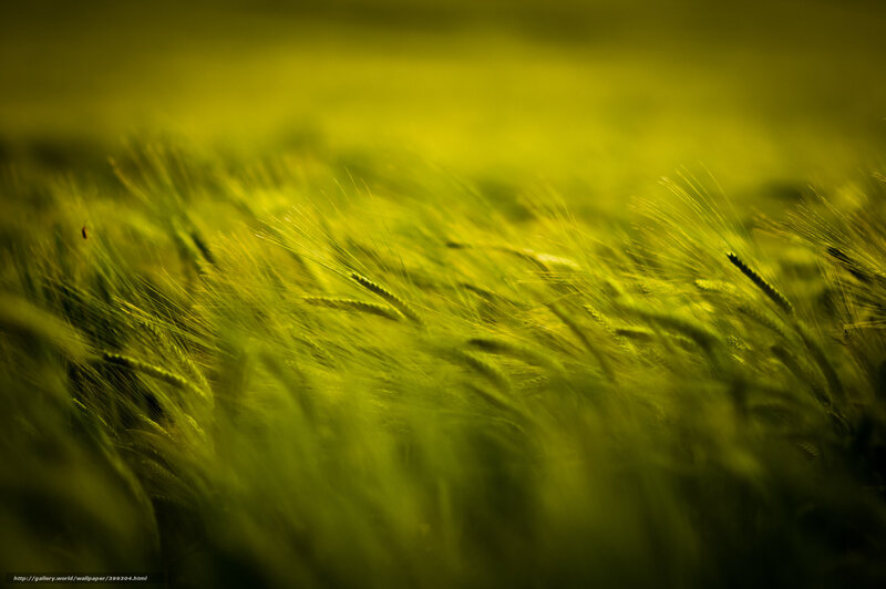 Green Wheat Field — Yellow