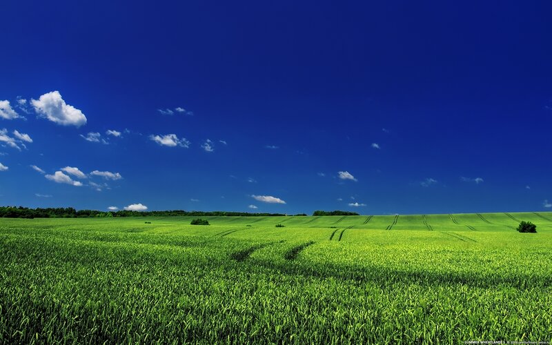Green wheat fields under blue sky