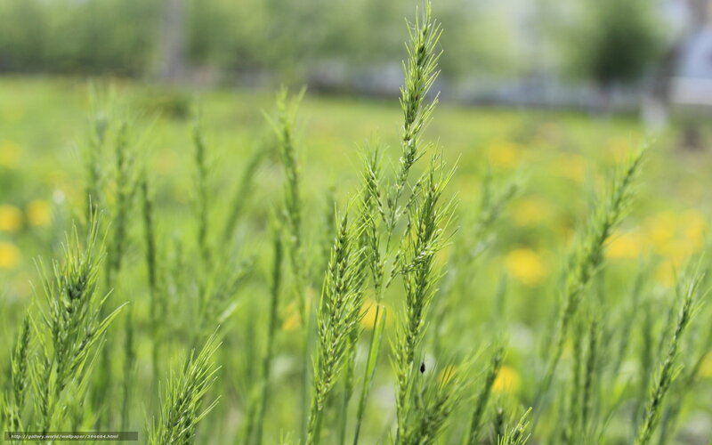 Green wheat in a field