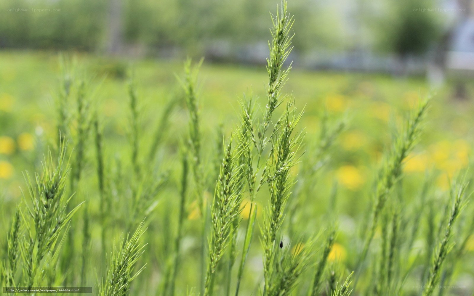 Green wheat in a field