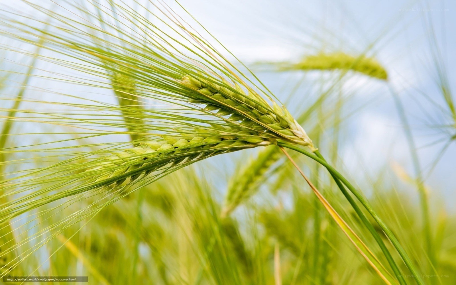 Green wheat in a field