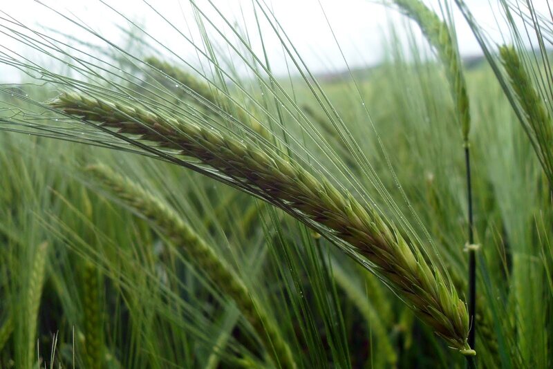 Green wheat in a field