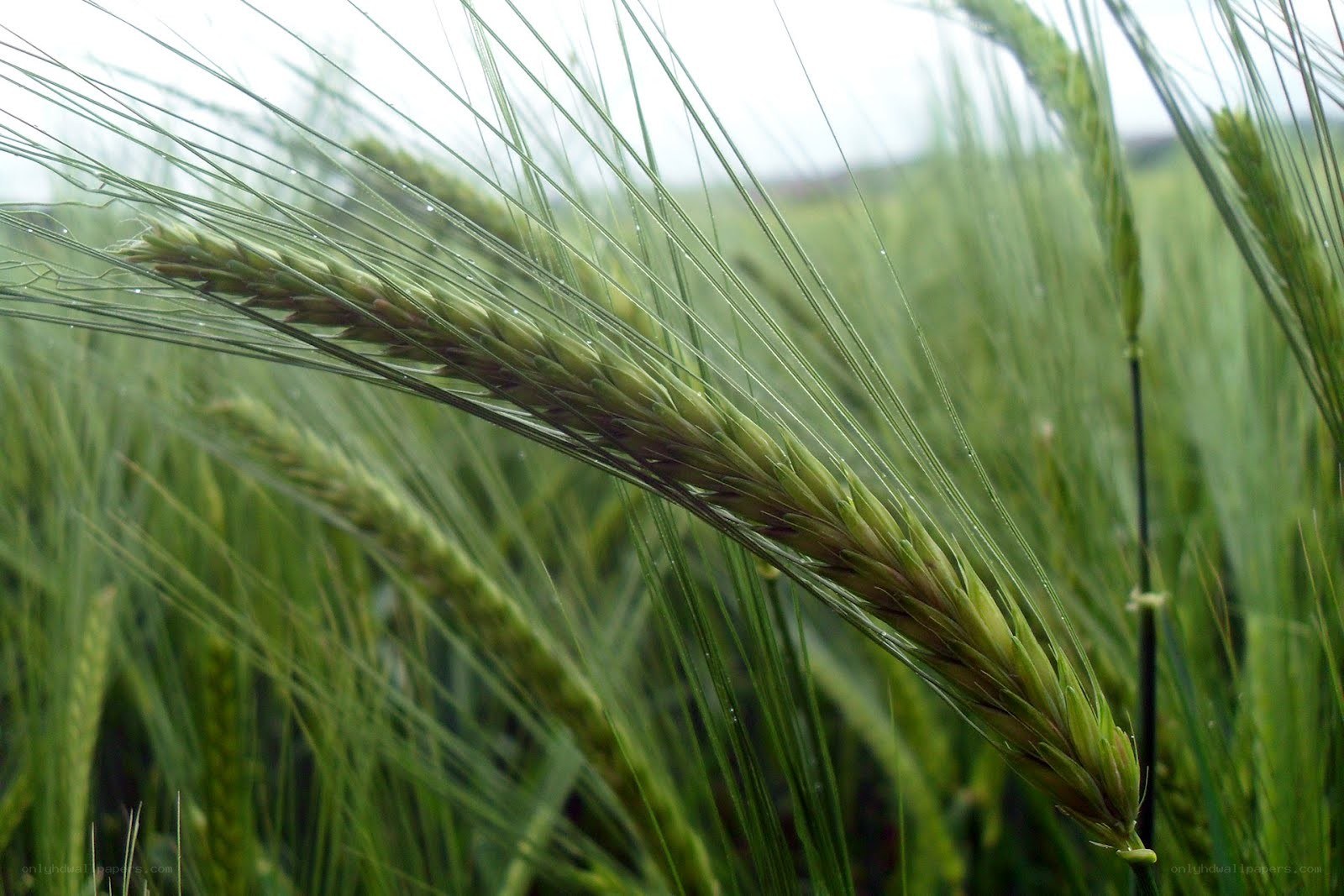 Green wheat in a field