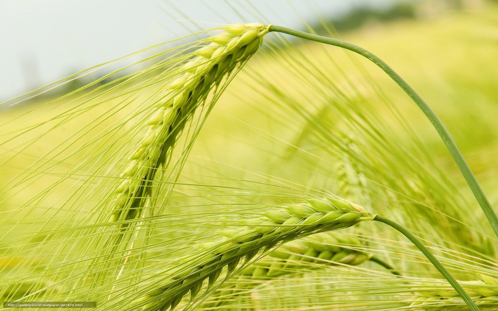 Green wheat in a field