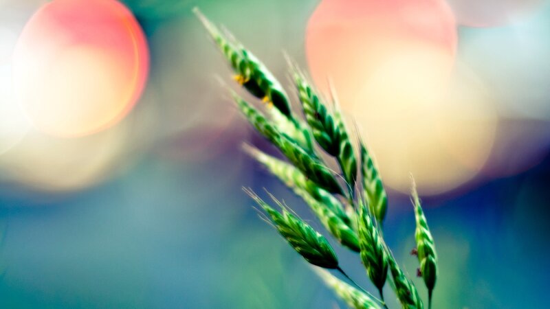 Green wheat in soft focus