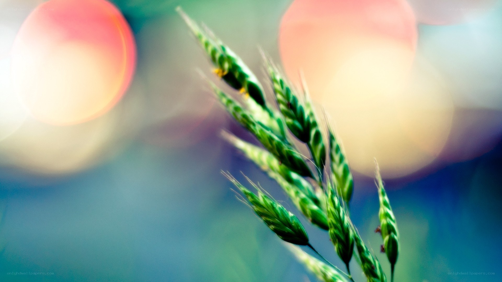 Green wheat in soft focus