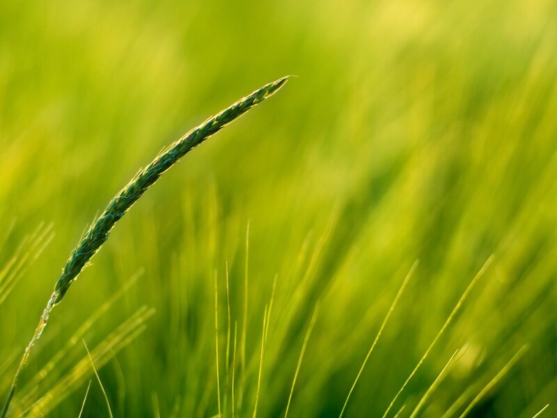 Green wheat in sunlight