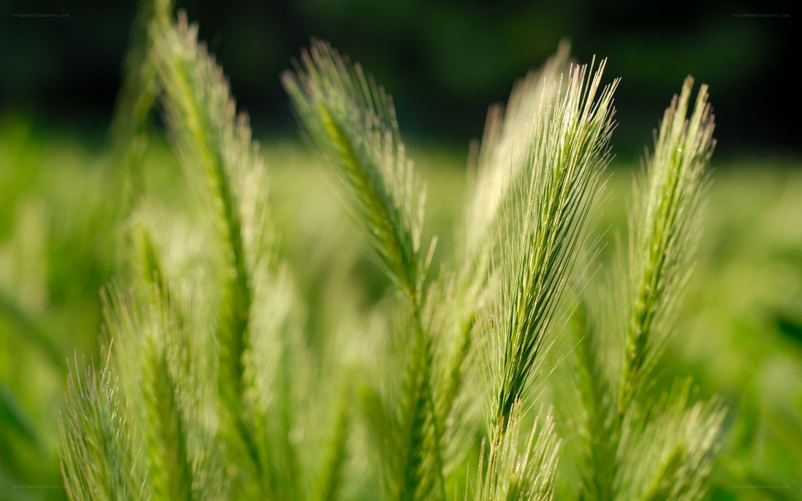 Green wheat in sunlight