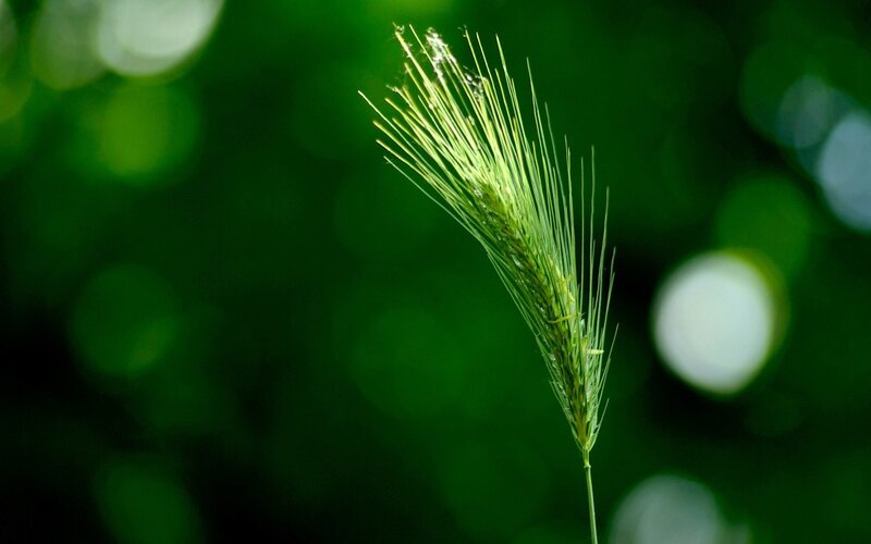 Green Wheat Spike — Serene, Morning