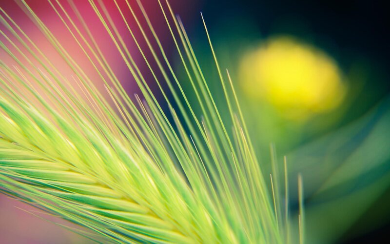 Green Wheat Spike — Serene