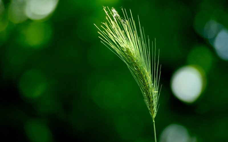 Green Wheat Spike