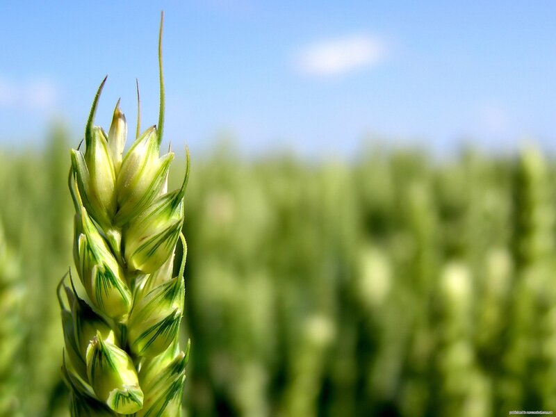 Green wheat stalk in field