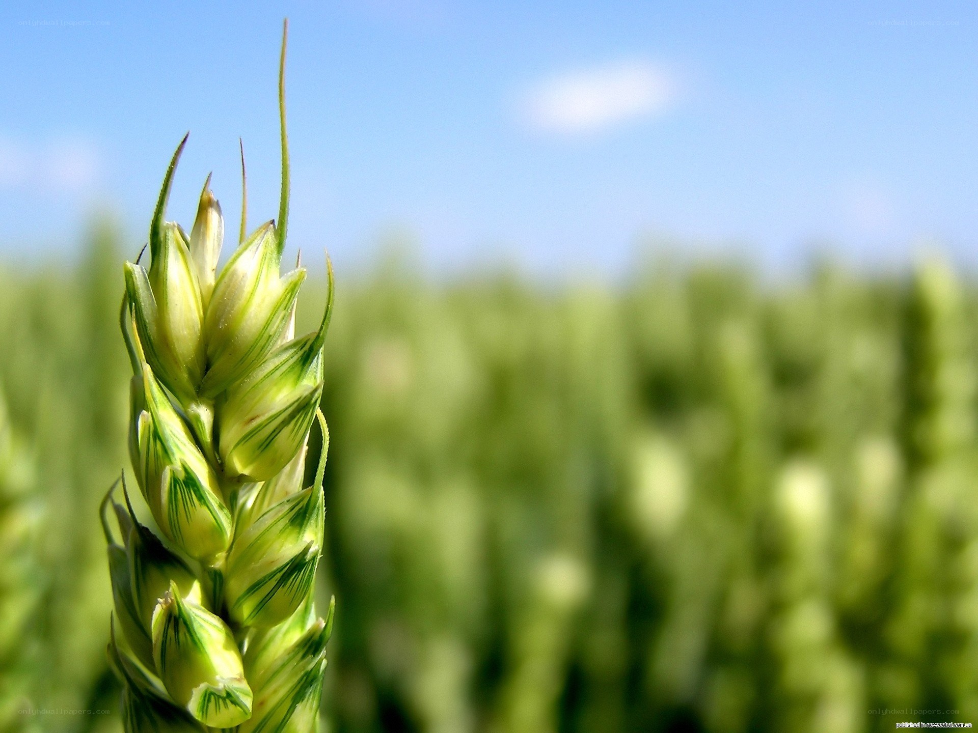 Green wheat stalk in field