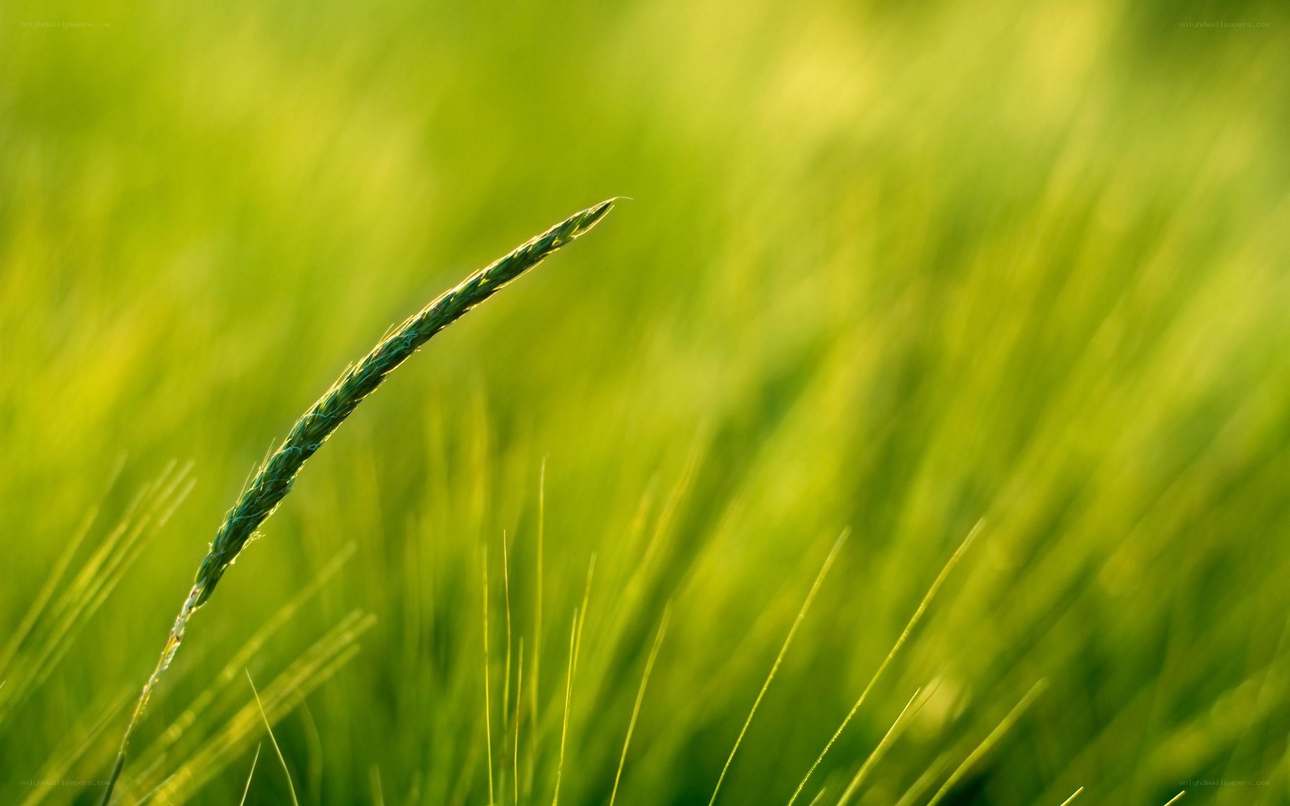 Green wheat stalk in field