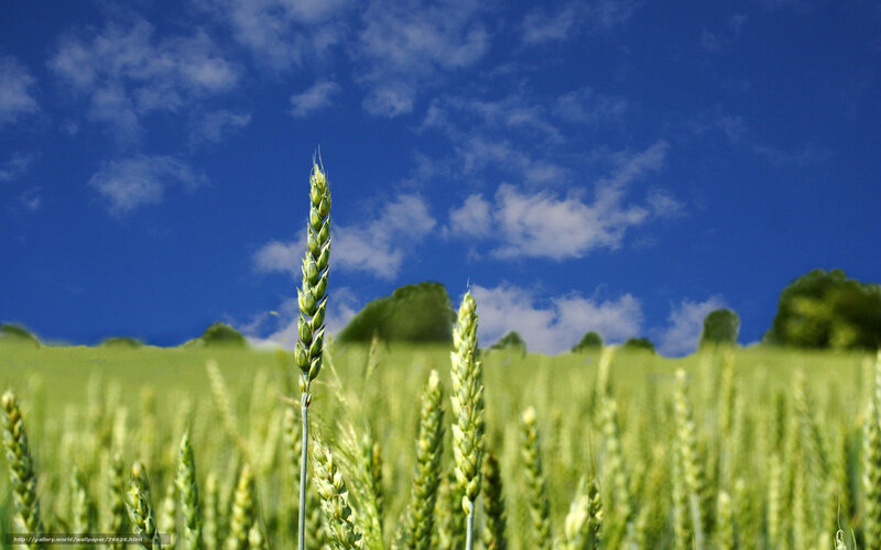 Green Wheat Stalk
