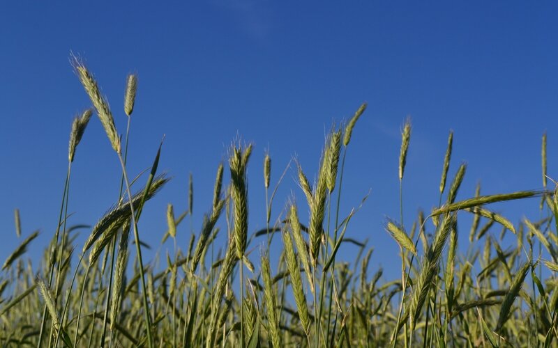 Green Wheat Stalks — Blue, Serene