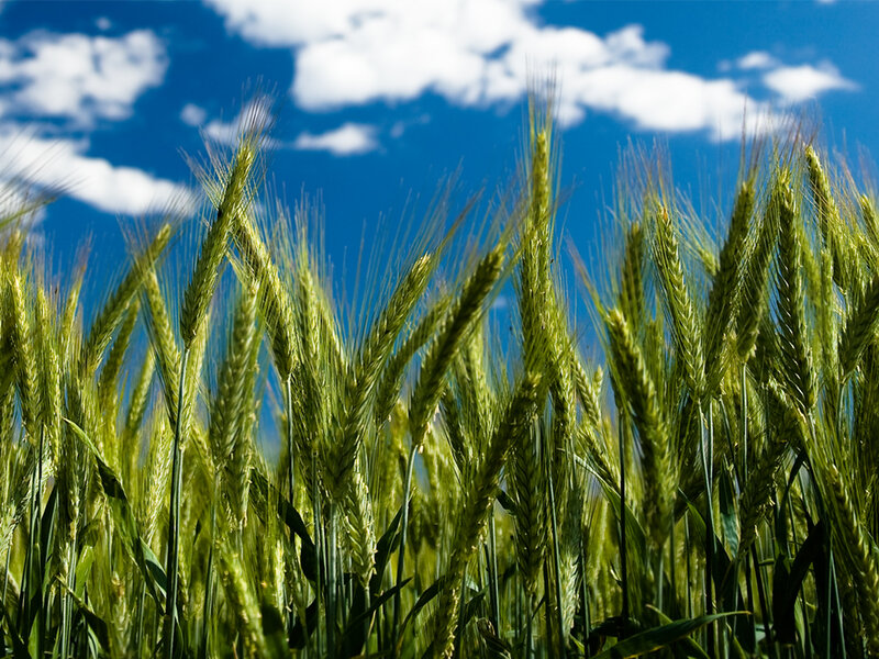 Green Wheat Stalks — Blue