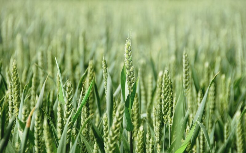 Green Wheat Stalks — Calm