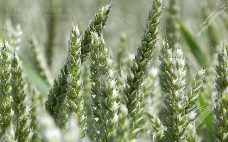 Green wheat stalks in a field