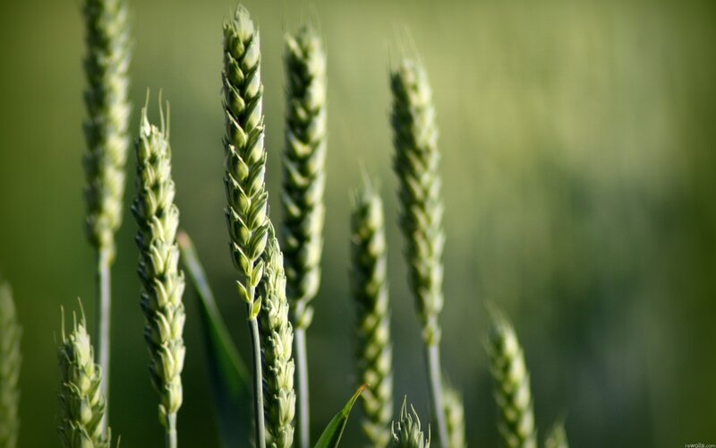 Green wheat stalks in a field