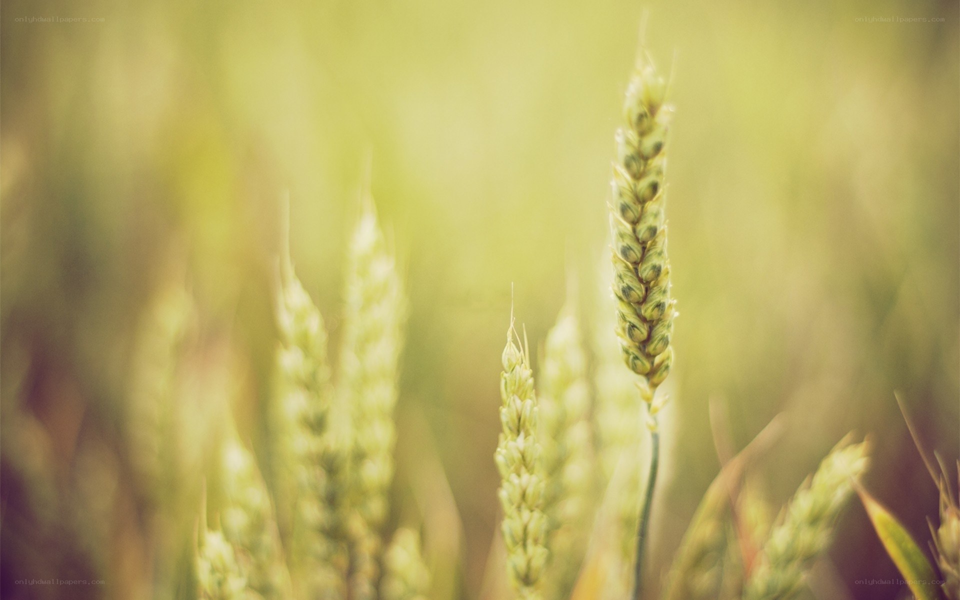 Green wheat stalks in a field
