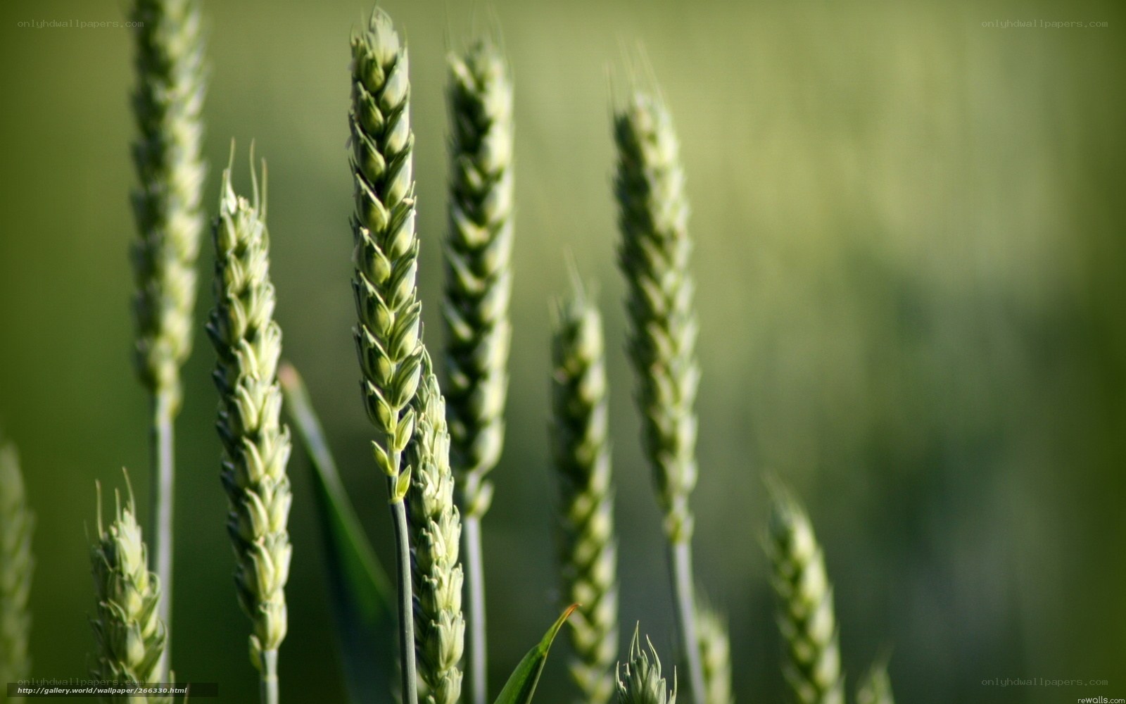 Green wheat stalks in field