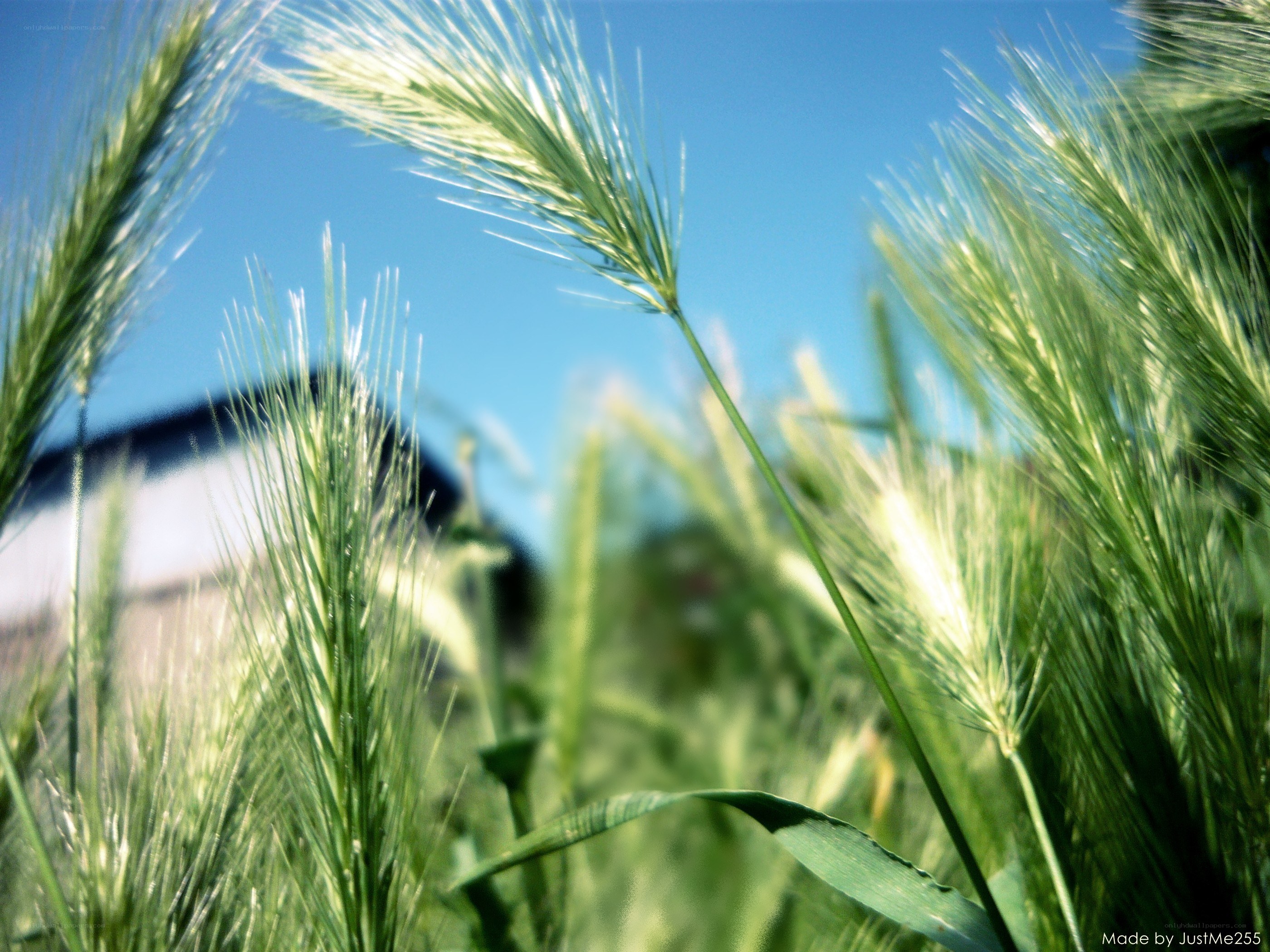 Green wheat stalks in sunlight