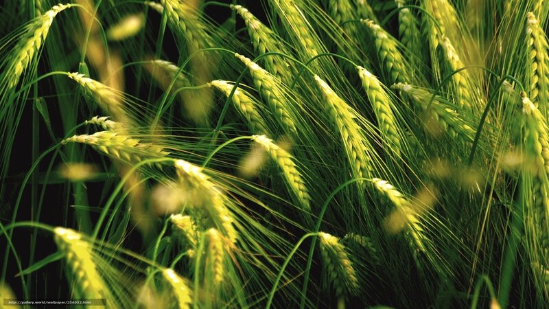 Green Wheat Stalks — Natural, Afternoon