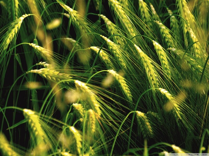 Green Wheat Stalks — Natural