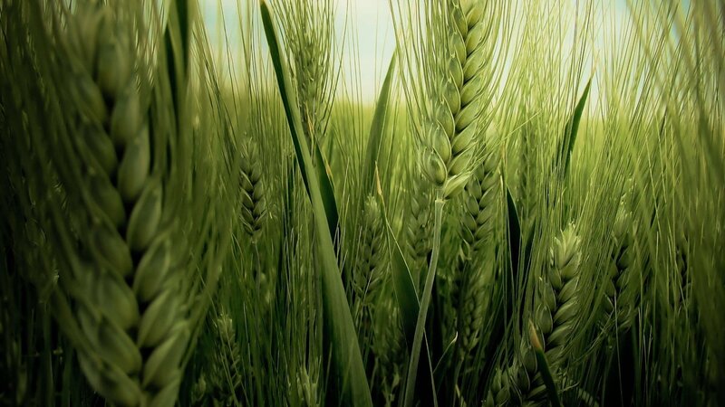 Green Wheat Stalks — Photograph