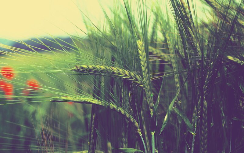 Green Wheat Stalks — Serene, Afternoon, Photograph, Field, Grass
