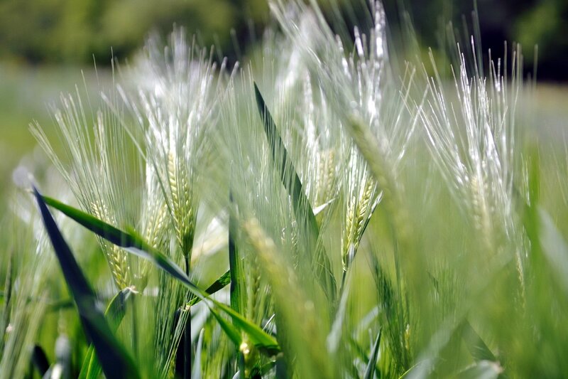 Green Wheat Stalks — Serene, Afternoon, Photograph, Field, Sunlight, Blades