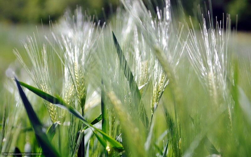 Green Wheat Stalks — Serene, Afternoon, Photograph