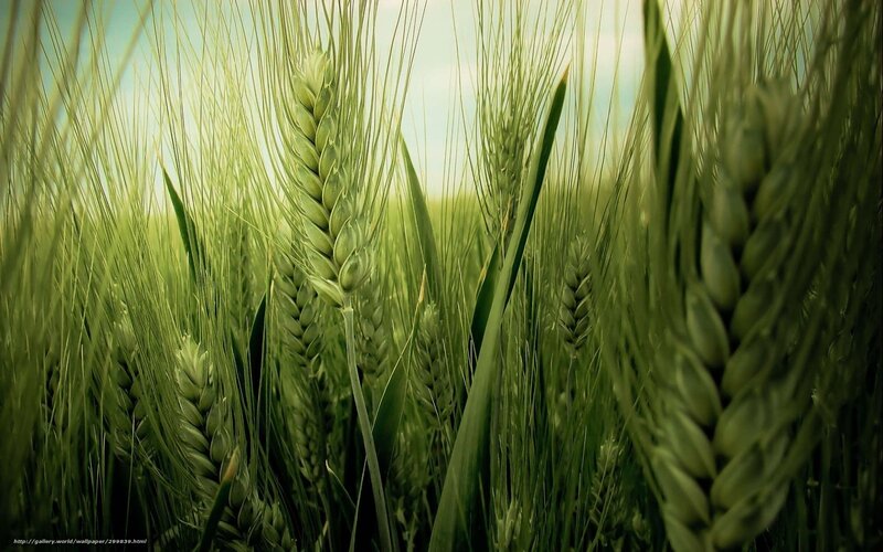 Green Wheat Stalks — Serene, Afternoon