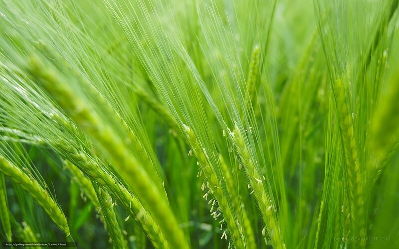 Green Wheat Stalks — Serene, Morning, Photograph, Grain Heads