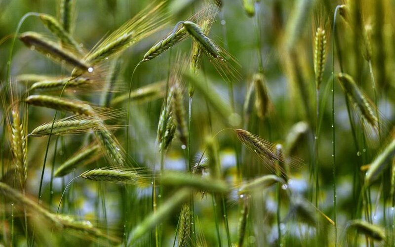 Green Wheat Stalks — Serene, Morning