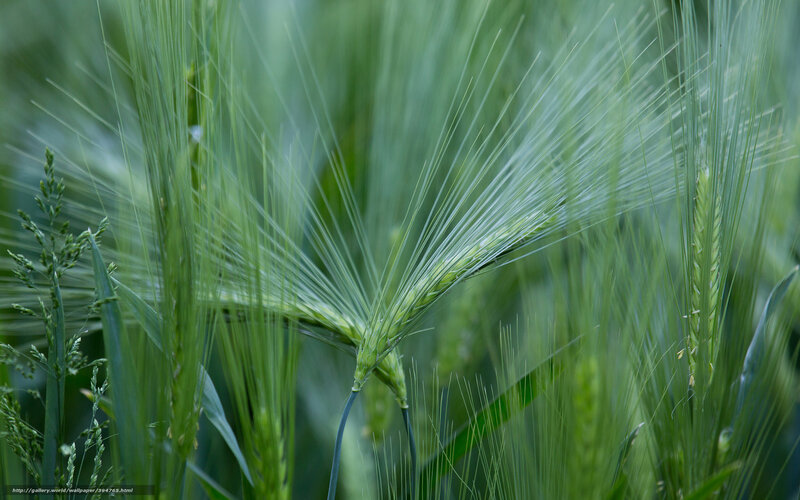 Green Wheat Stalks — Serene, Spring