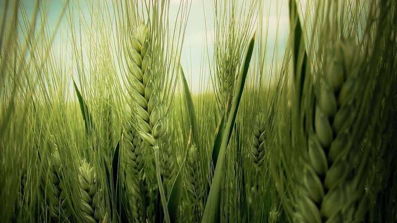 Green Wheat Stalks — Serene