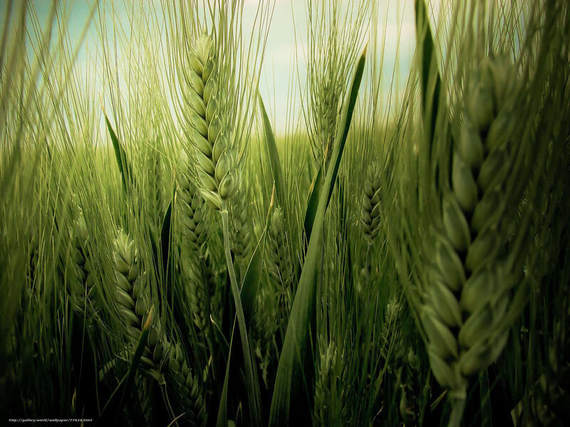 Green Wheat Stalks