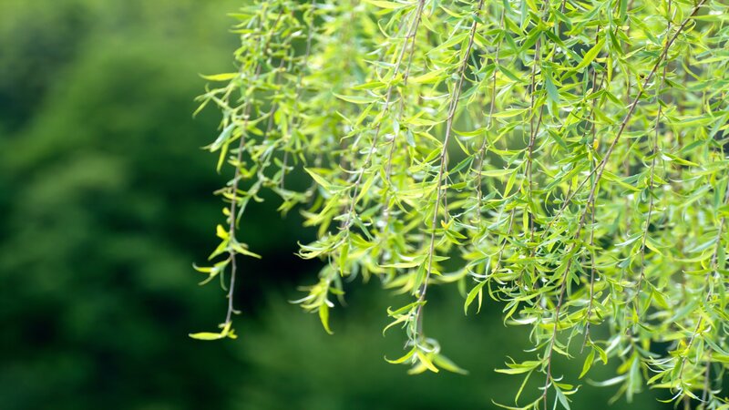 green willow branches