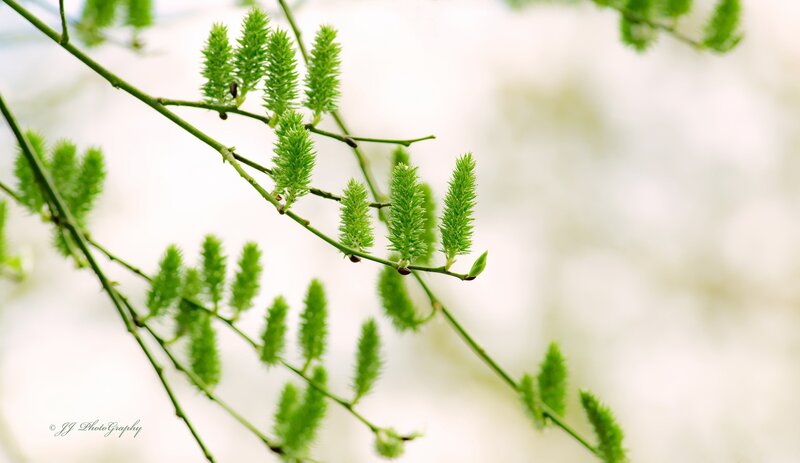 Green Willow Catkins