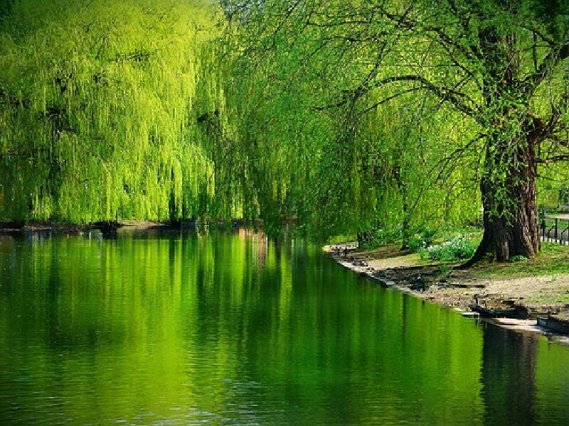 Green willow trees by a pond