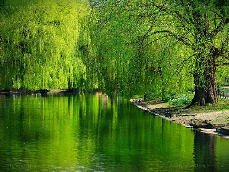 Green willow trees by a pond